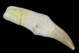 Fossil Rooted Mosasaur (Eremiasaurus) Tooth - Morocco #116994-1